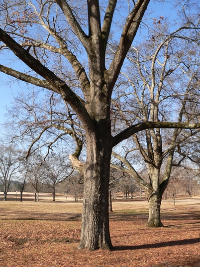 {Quercus imbricaria}
